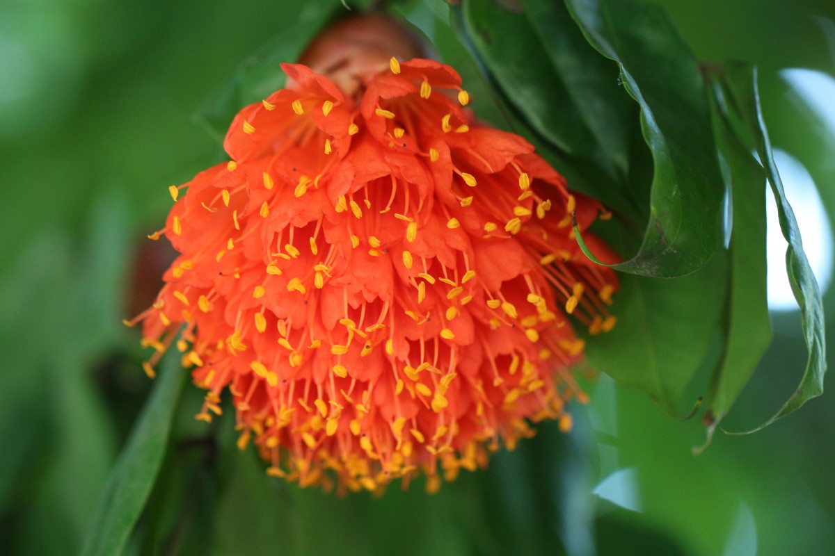 Brownea grandiceps Jacq.